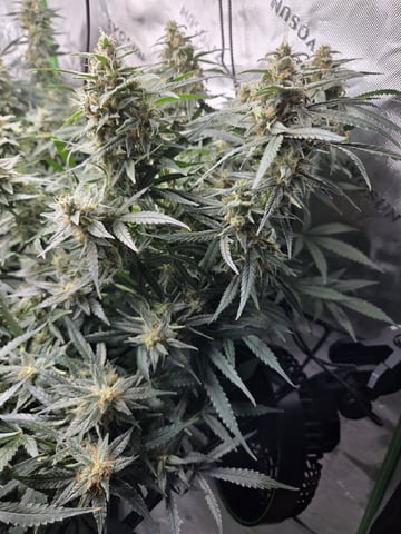 First Grow!!! — flower, day 19