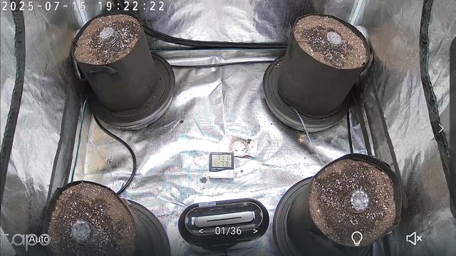 1st grom with SF SELF WATERING SYSTEM — germination, day 1