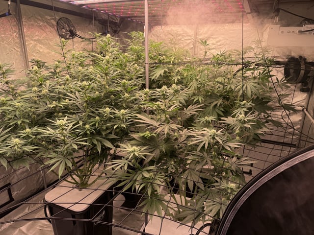 Start over! — flower, day 76