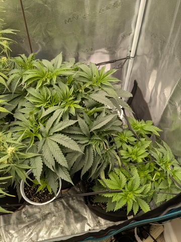 first grow — flower, day 42