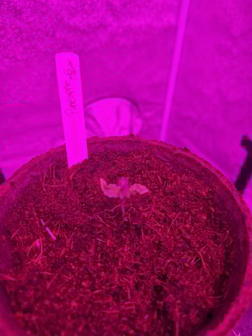 1st Ever Grow — seedling_rooting, day 9