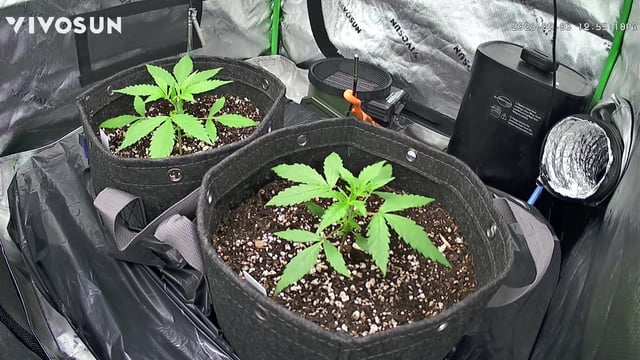 Ztrawberriez (Auto) 2026 - 1 — vegetative, day 23