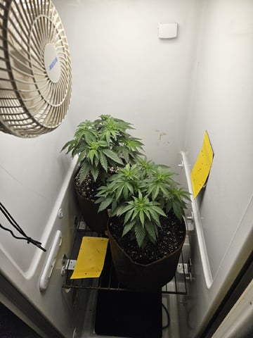 "NO CHEMA CUH" โ vegetative, day 44