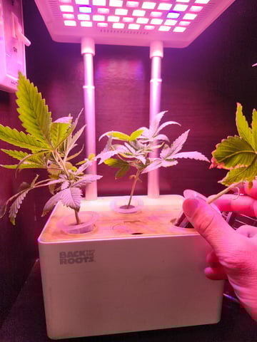 First Organic Hydro Grow. — seedling_rooting, day 13