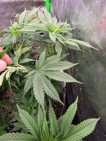 My Second Indoor — vegetative, day 79