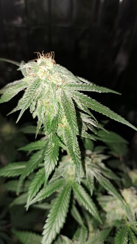 b1. — flower, day 124