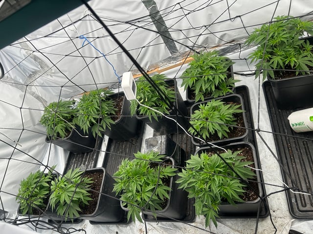 zunami s1 grounded genetics  — vegetative, day 12