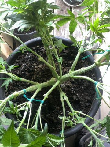 white 🕷️  — vegetative, day 54