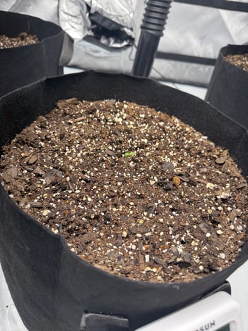 Firstgrow-autoflowers — germination, day 4