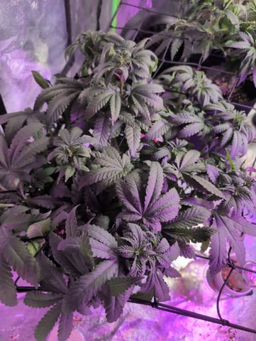 2025-26 — vegetative, day 45