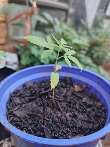 permanent marker feminised  — vegetative, day 4