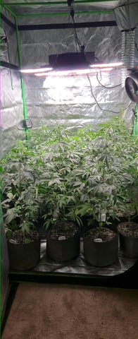 DeathStar, Grease Monkey, Goat Latto, Northern Lights — vegetative, day 75