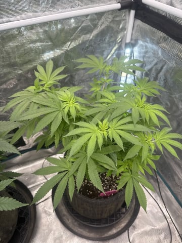  strawberry cough — flower, day 48