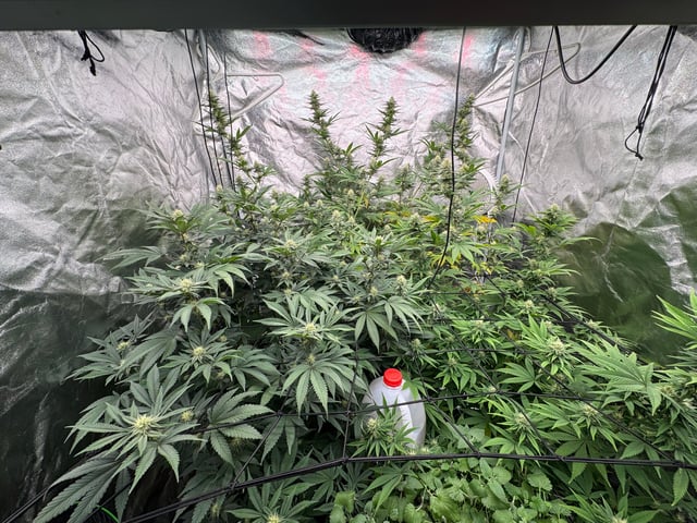 first indoor — flower, day 103