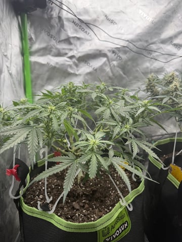 Midsummer Outdoor — flower, day 63
