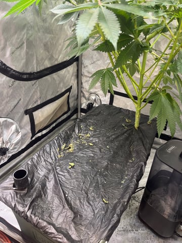 Hollywood — flower, day 38