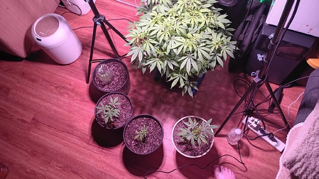 FKAFL — vegetative, day 95