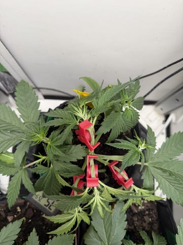 Midsummer Outdoor — vegetative, day 22