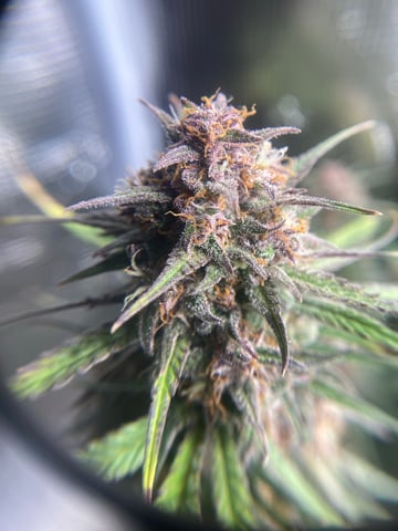 Auto Run #1 2025-2026 — flower, day 94