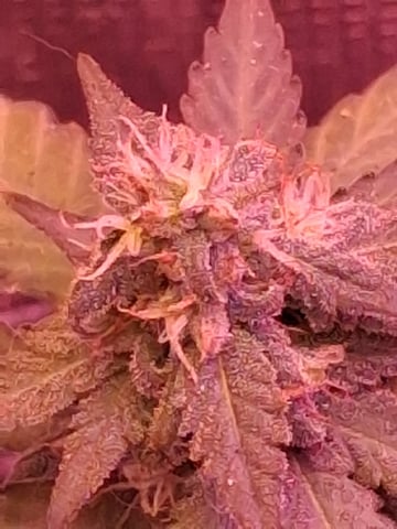 First Lagit Grow — flower, day 36