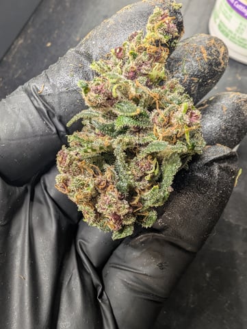 flipped to flower — harvest, day 64