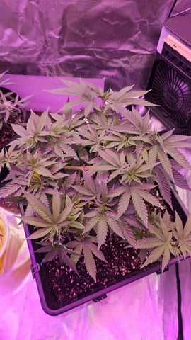 first grow adventure  — vegetative, day 51