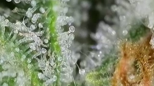 Fruity Pebbles — flower, day 88