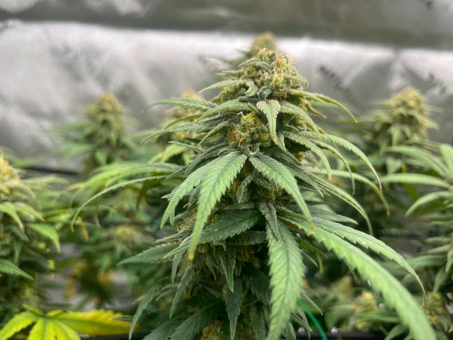 Blue Dream Photos — flower, day 95