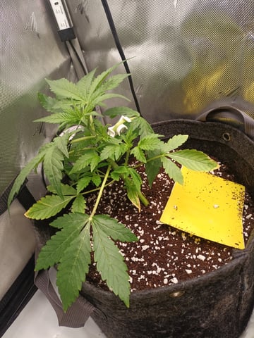 Last girls got kicked. — vegetative, day 24