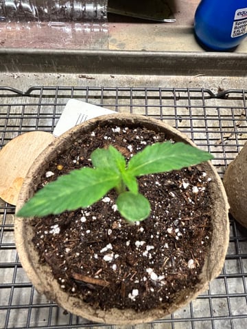 First ever grow — seedling_rooting, day 14