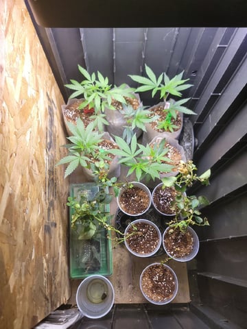 Ghetto Growing — flower, day 43