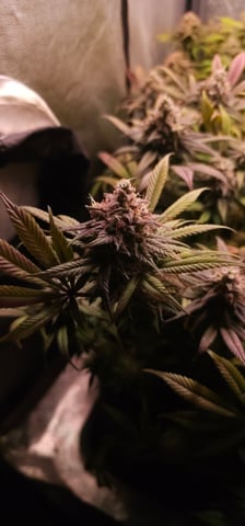 Cookies Usa — harvest, day 115