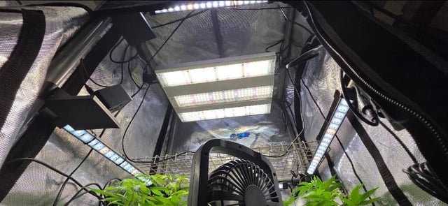 Girl Scout Cookies  — vegetative, day 81