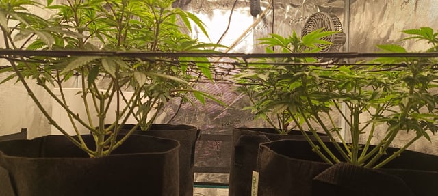 First Time Growing  — flower, day 39