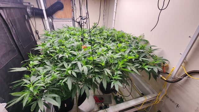 DNA Genetics Kosher Cookies rockwool run round 2 — flower, day 45