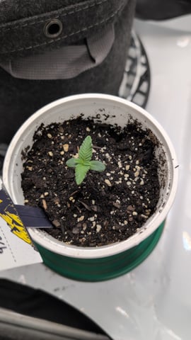 memphisto 3 bears OG, ethos high note r1 — germination, day 8