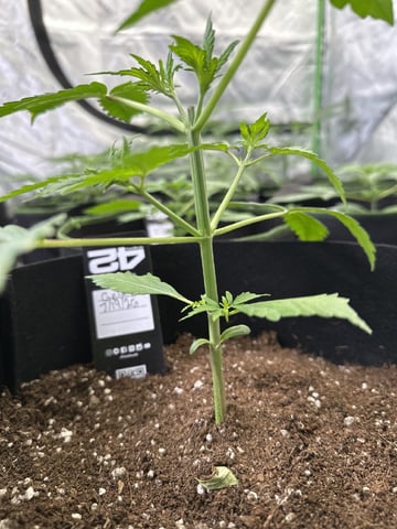 Good Genetix Vs. Fast Budz  — auto, day 18