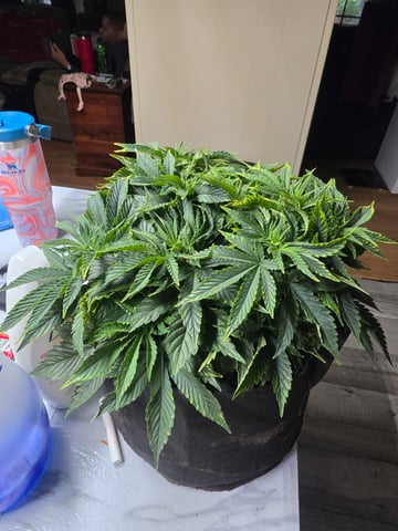 first grow — vegetative, day 18