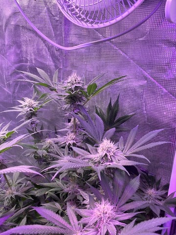 Cherry Pie  — flower, day 69