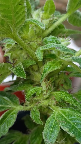 Pink Bana Runtz  — flower, day 5