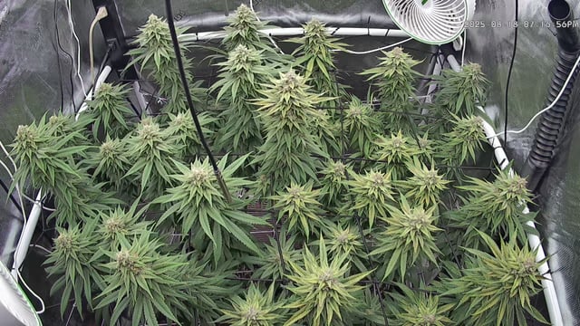 Starfighter/Ohio Guptilla Hybrid — flower, day 27