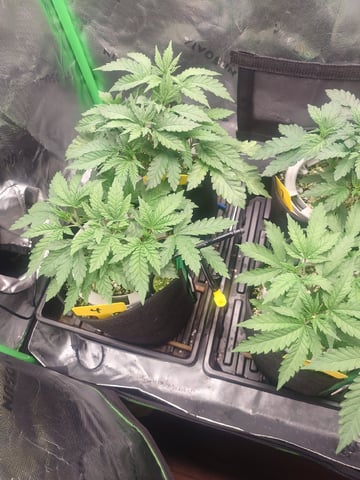 Mainely Genetics Micro Pheno Hunt — vegetative, day 27