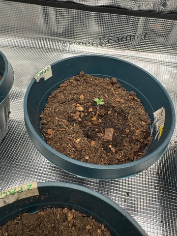 Grow Number 2 — seedling_rooting, day 2