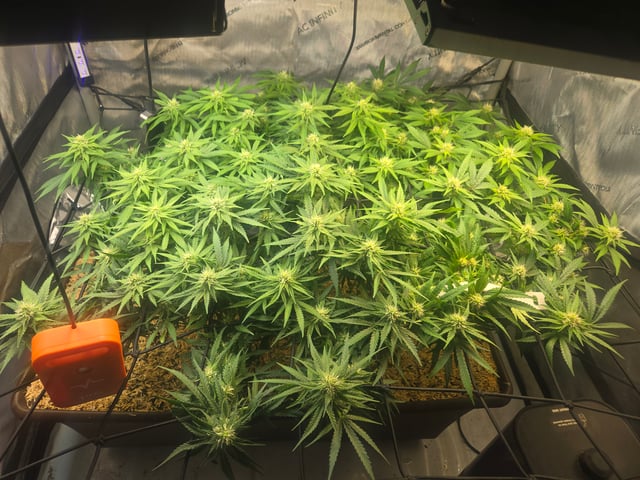 White rhino — flower, day 72