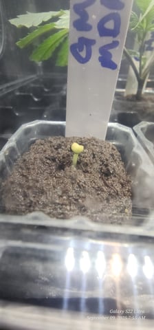 Tester Strain #1  — seedling_rooting, day 8