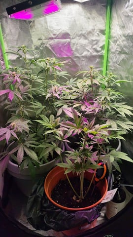 Indoor 1 — vegetative, day 18