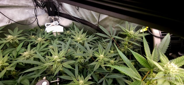 Found my Females... Game On! — flower, day 155