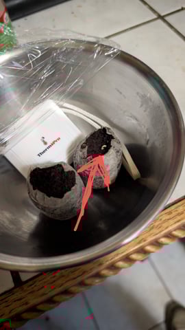 Grow 1 — germination, day 5