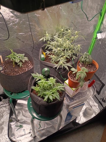 1st Grow Eva — flower, day 35