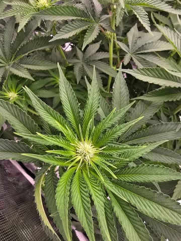 Northern lights #10 (Alaska) — flower, day 50